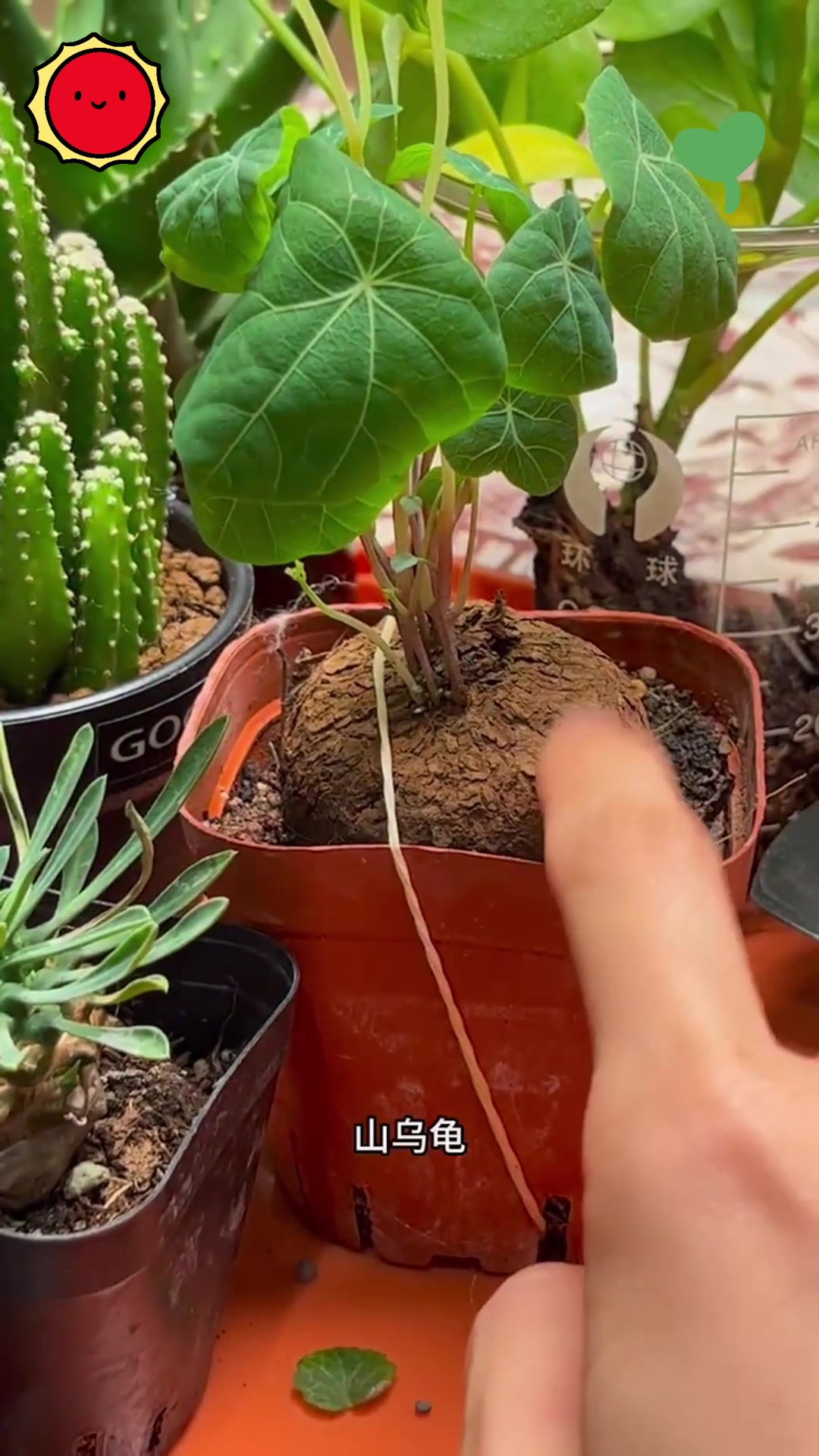 水培土培小植物 一个容器就搞定!