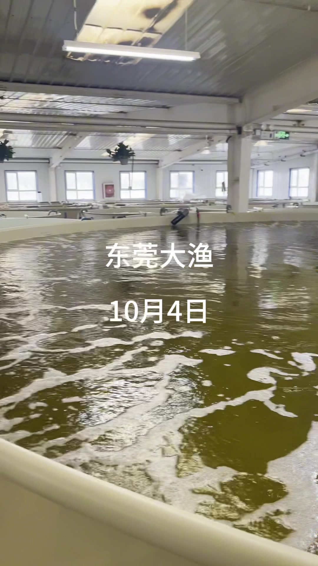 海水龙胆石斑鱼循环水养殖示范基地#鲈鱼鳜鱼黄颡鱼特种鱼养殖