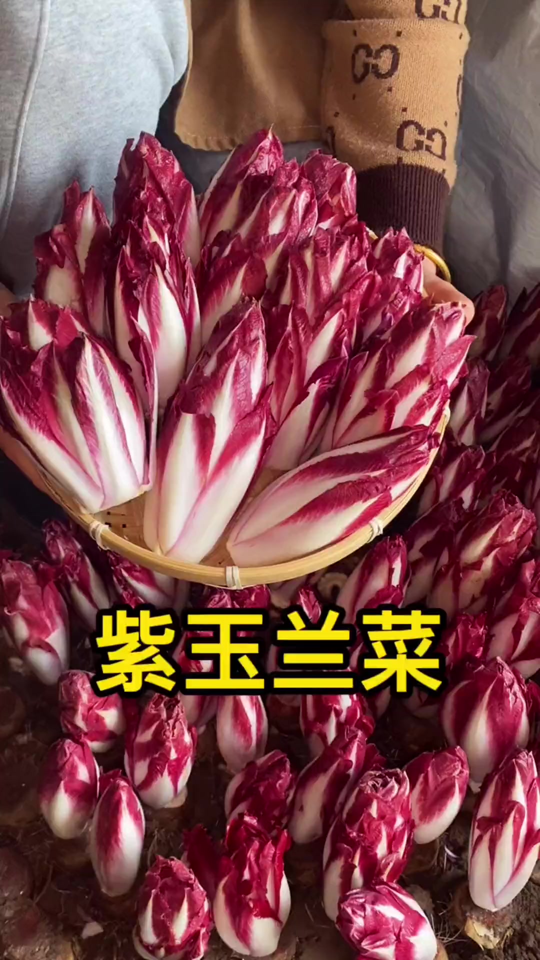 来自欧洲的菊苣,也叫紫玉兰菜,满月采收,只需要浇水遮光就能长优质农产品 小