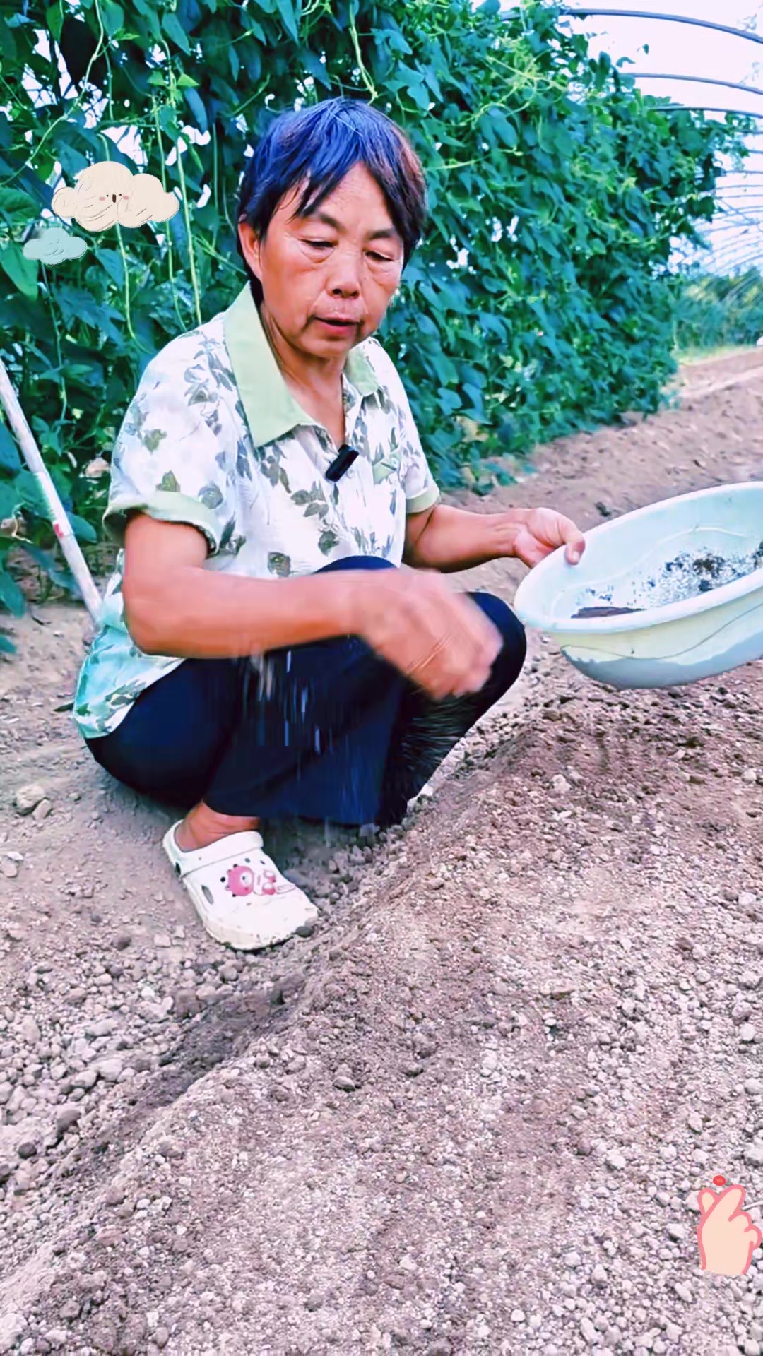 生菜育苗,掌握这些技巧,发芽超快!