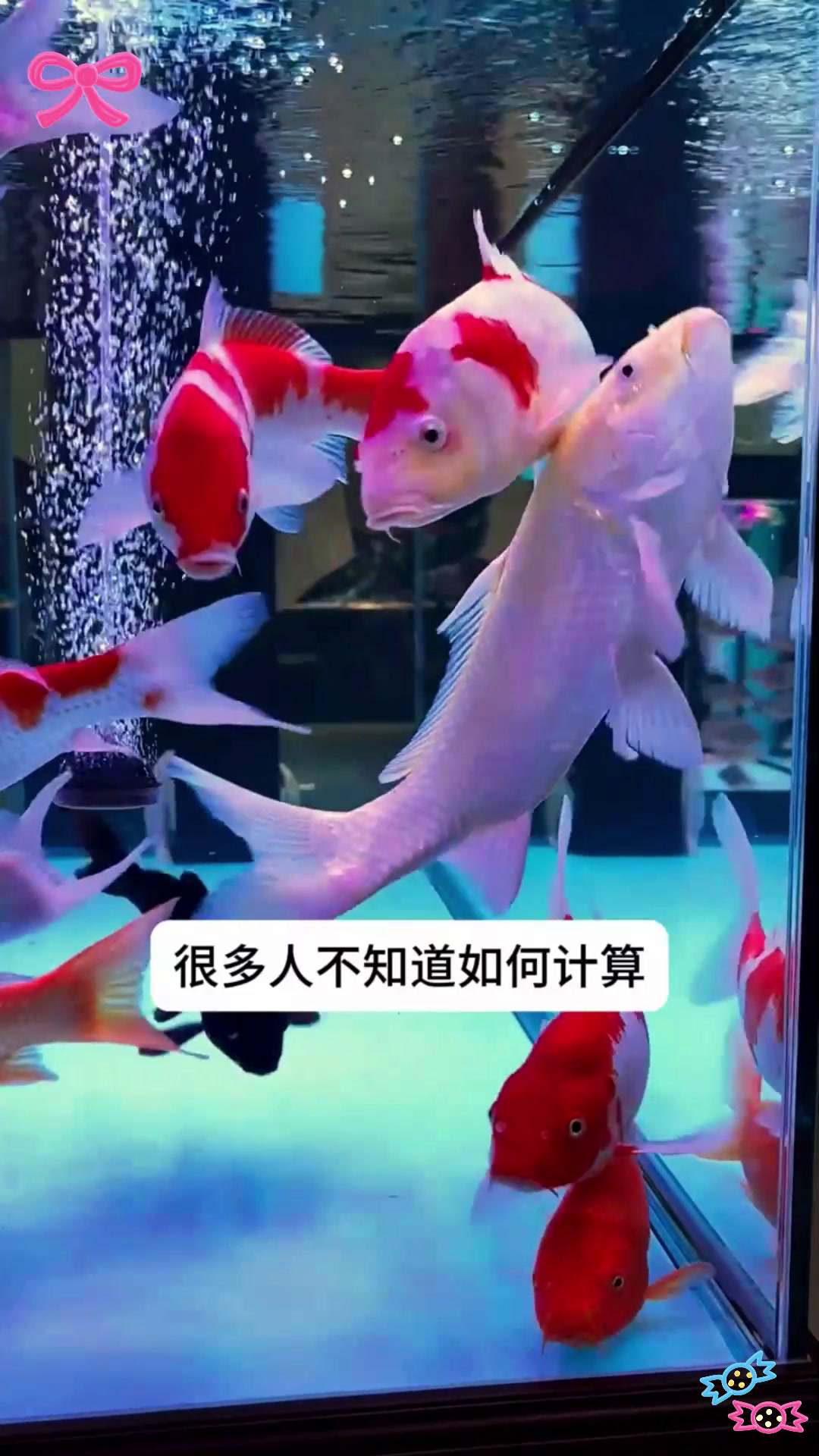 鱼缸容量决定养鱼数量