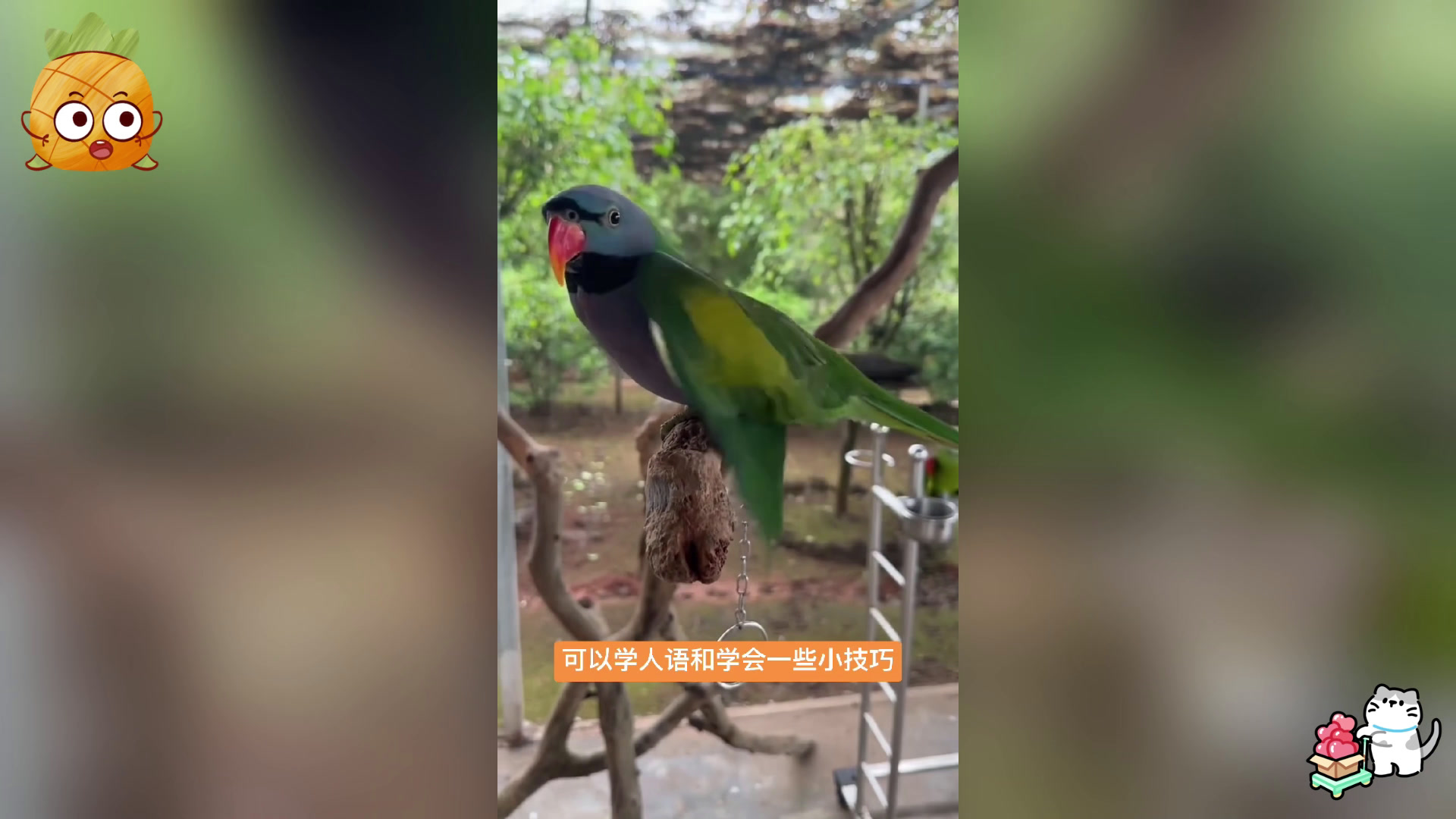 中国国产 6 种鹦鹉,你认识几种?