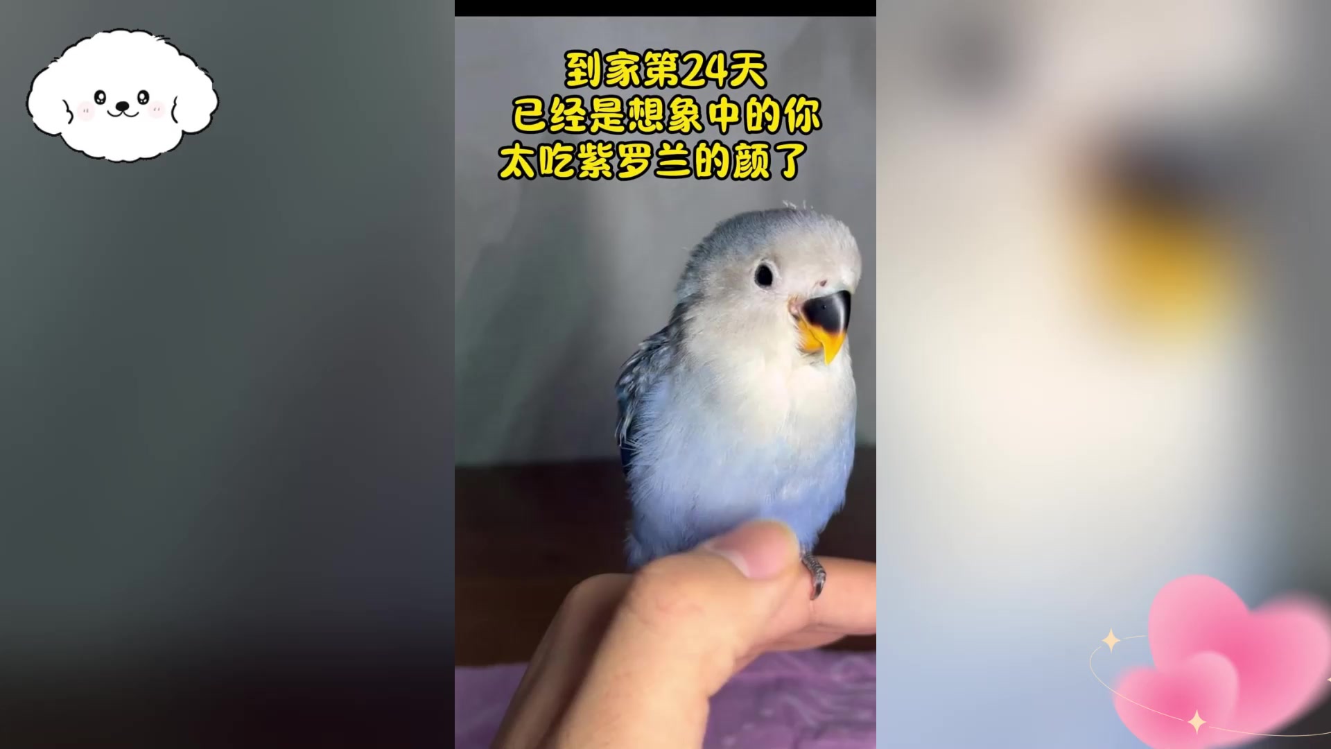 紫罗兰鹦鹉