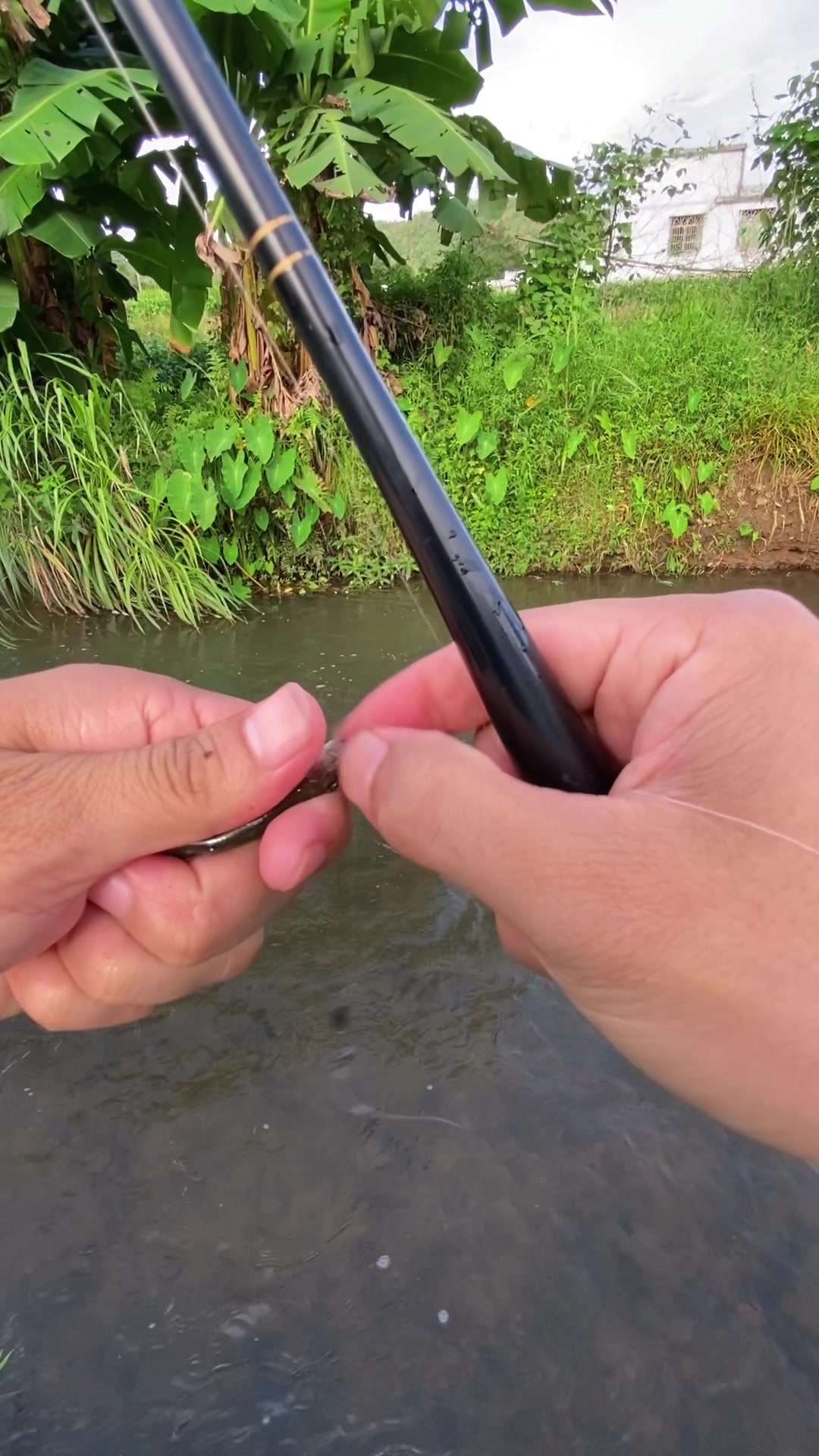 本想来钓石鱼,没想到收获全是溪哥鱼