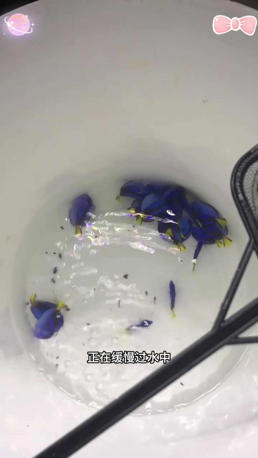 蓝吊海水鱼,惊艳你的水族世界!