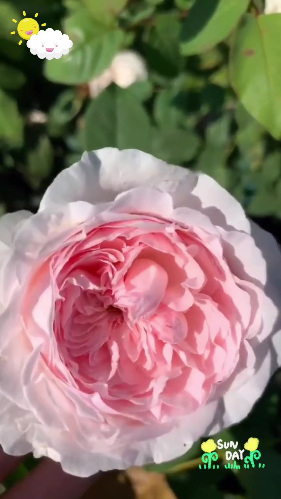 直立性好、花朵漂亮的草莓奶昔月季