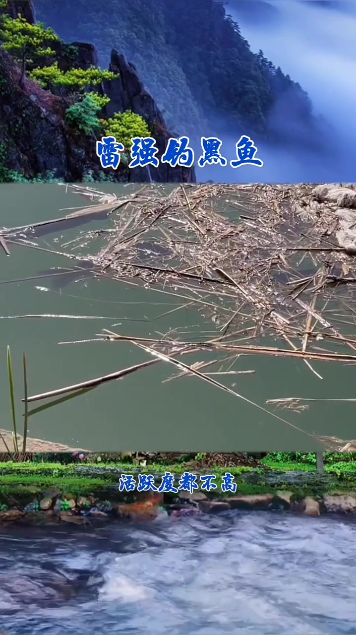 黑鱼晒背的原因,欢迎补充