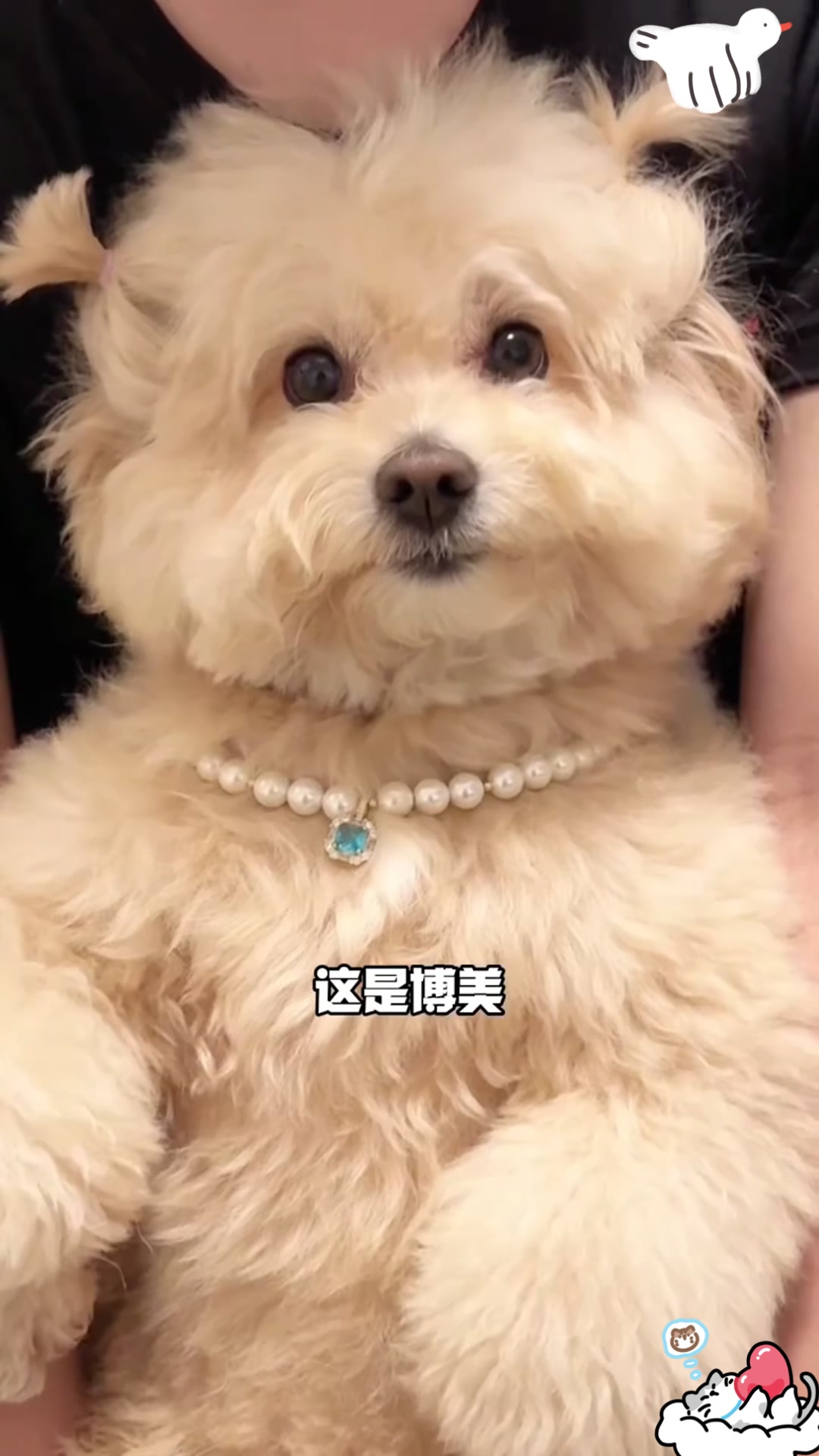 常见宠物狗品种,你了解多少?