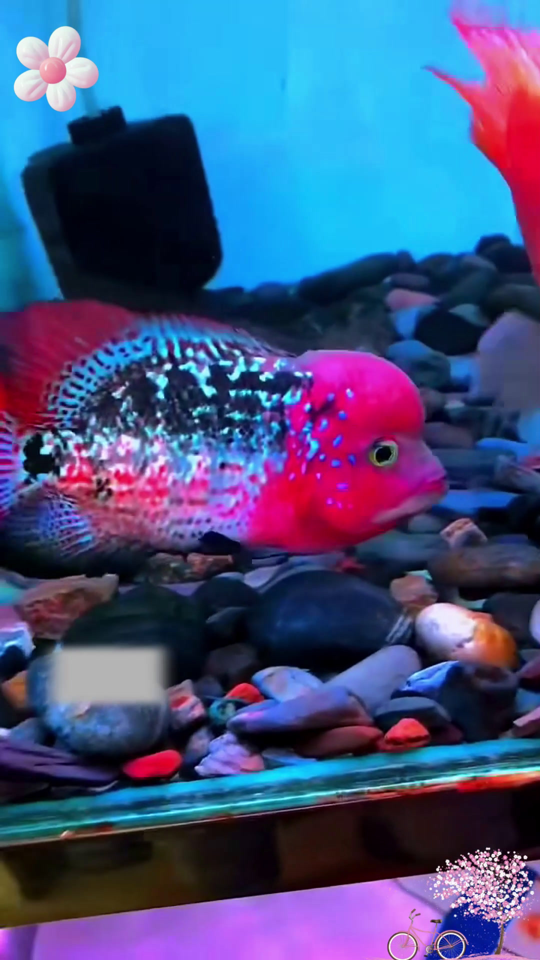 8 公分极品重血古典罗汉鱼,大红头大尾巴,性价比超高