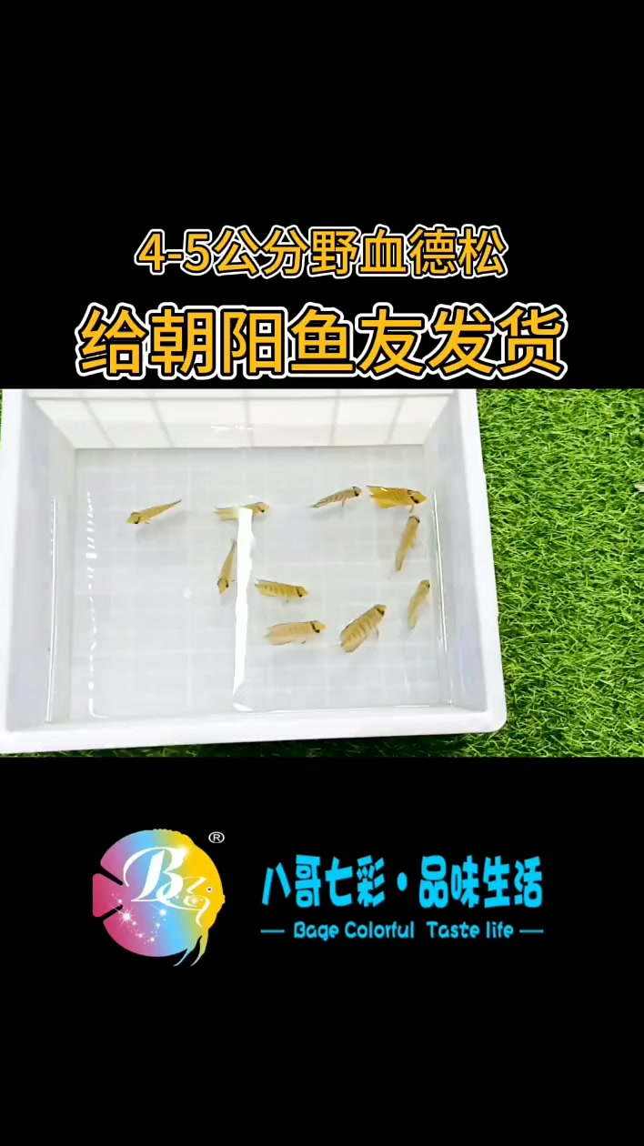 哈喽老铁们,今天给朝阳的鱼友发货,鱼友要的10条4-5公分野血德松,小鱼苗已经安全到家,感