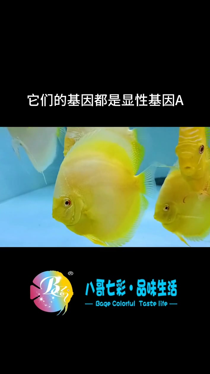 哈喽,老铁们,今天给大家更新一下白化七彩神仙鱼,当两条隐形基因a配对时,就会出现白化七彩神