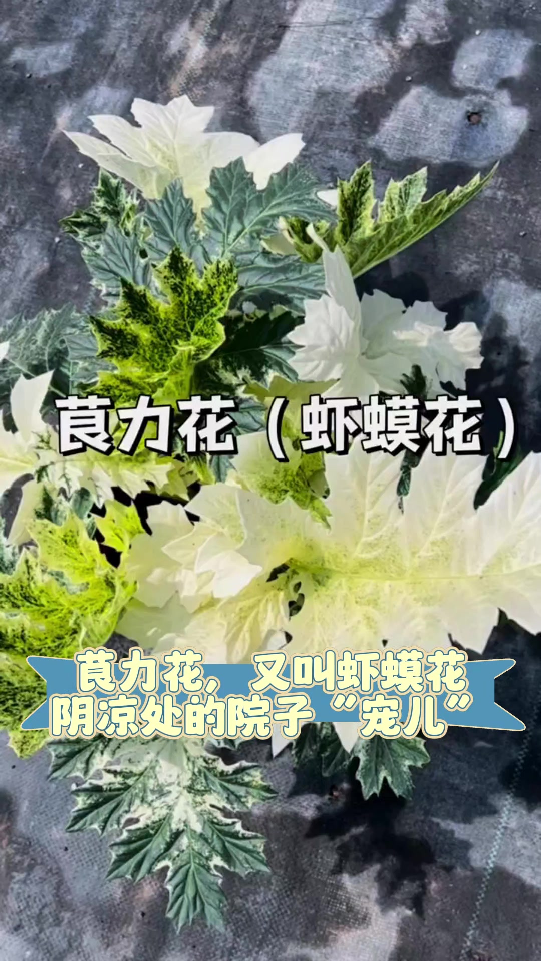 茛力花,又叫虾蟆花,阴凉处的院子“宠儿”