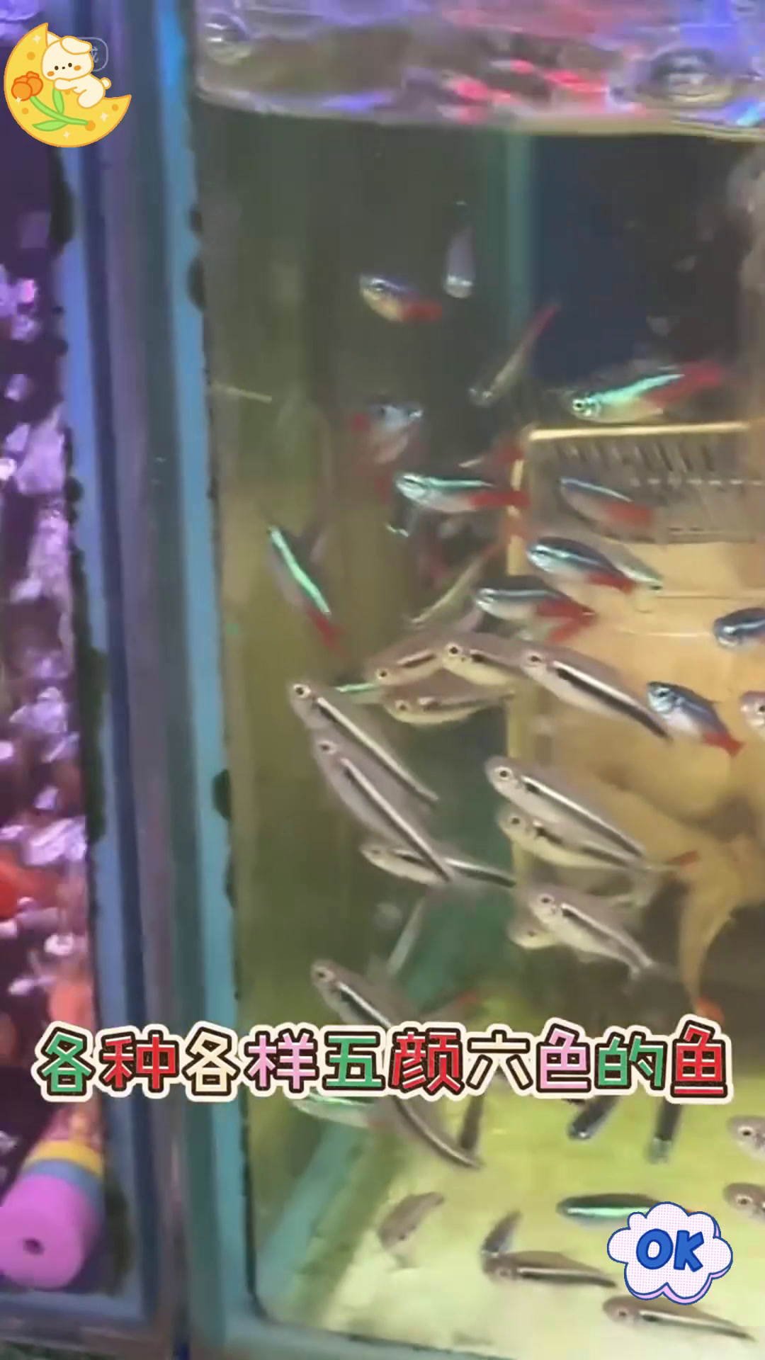 组屋区水族馆与迷你金鱼街,尽在新加坡!