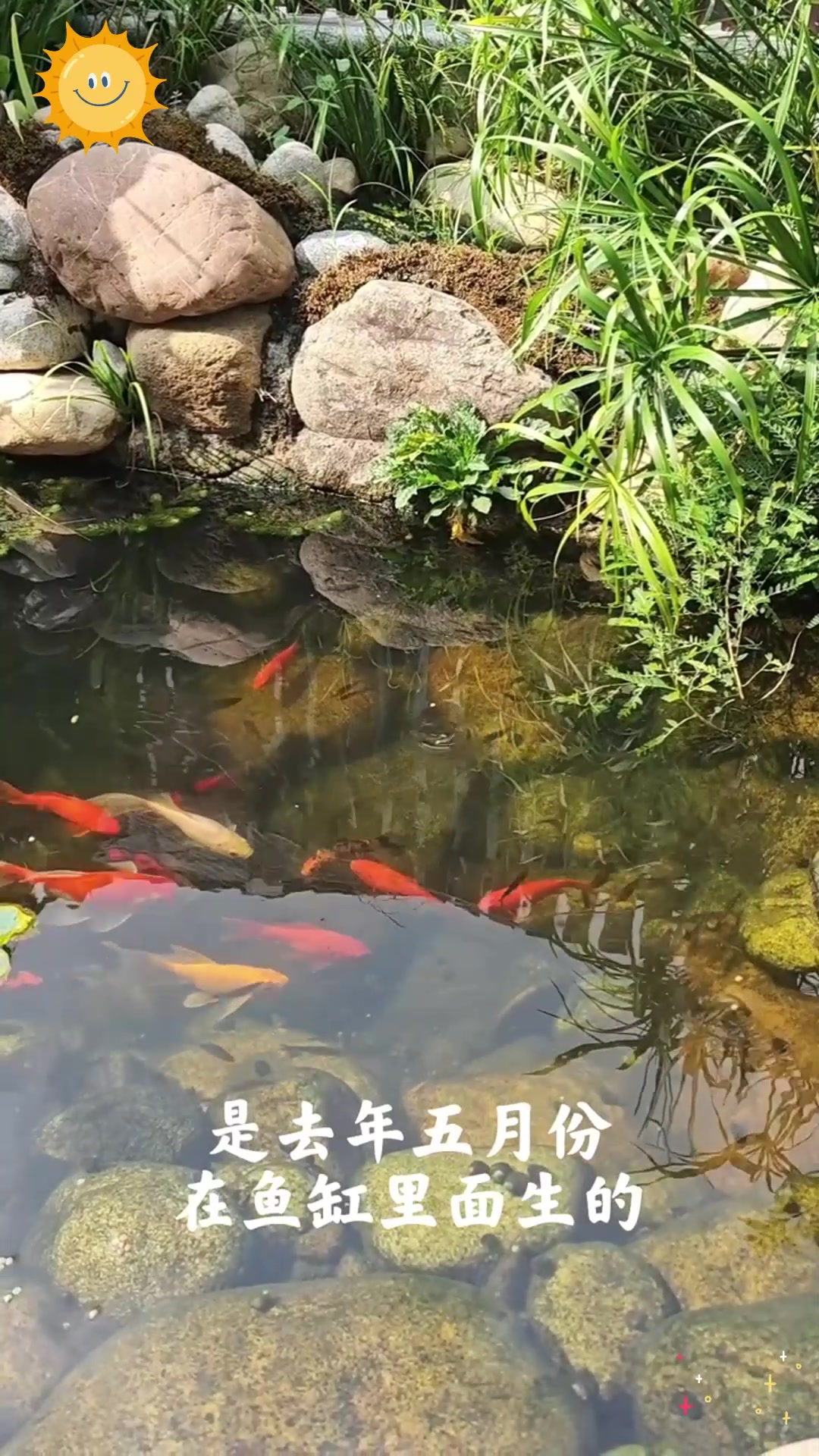 想让草金鱼顺利繁殖?这些要点你必须知道!