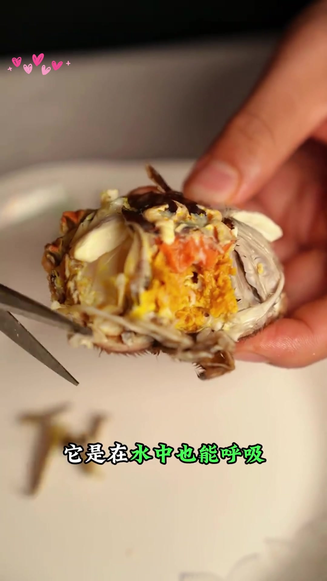 螃蟹为什么会吐泡泡?原来是这样