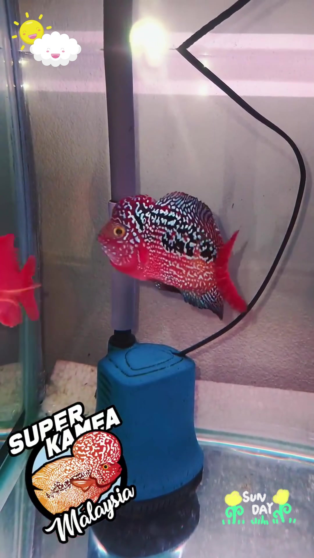 马来西亚金花罗汉鱼:色彩斑斓的水中瑰宝