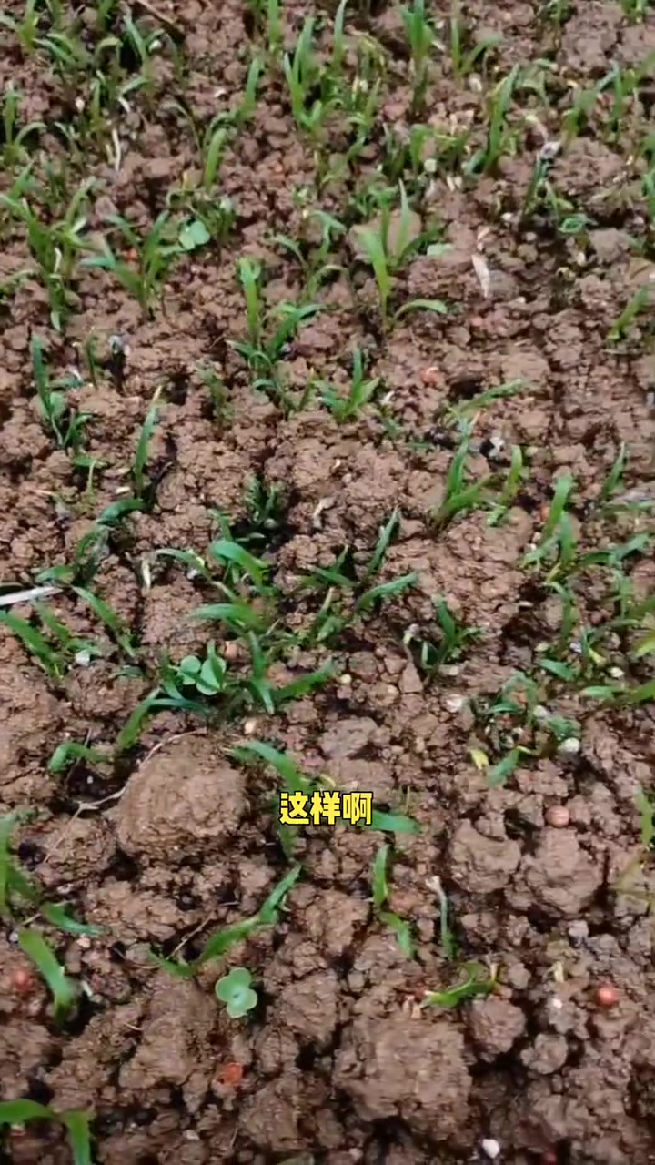趴地菠菜种植小技巧