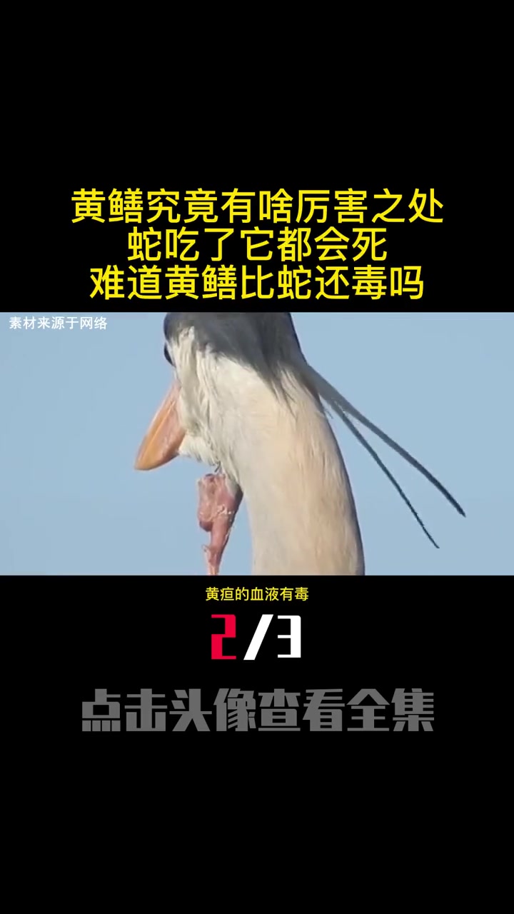 黄鳝究竟有啥厉害之处,蛇吃了它都会死,难道黄鳝比蛇还毒吗(2