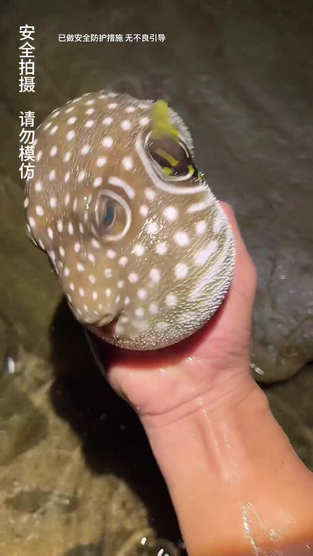 小宇今天又发现一个特别会卧沙的可爱鱼 还有会生气的大狗豚^_^小宇赶海