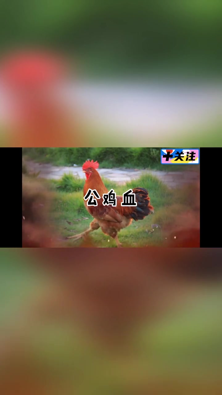 第84集|灵异故事之公鸡血