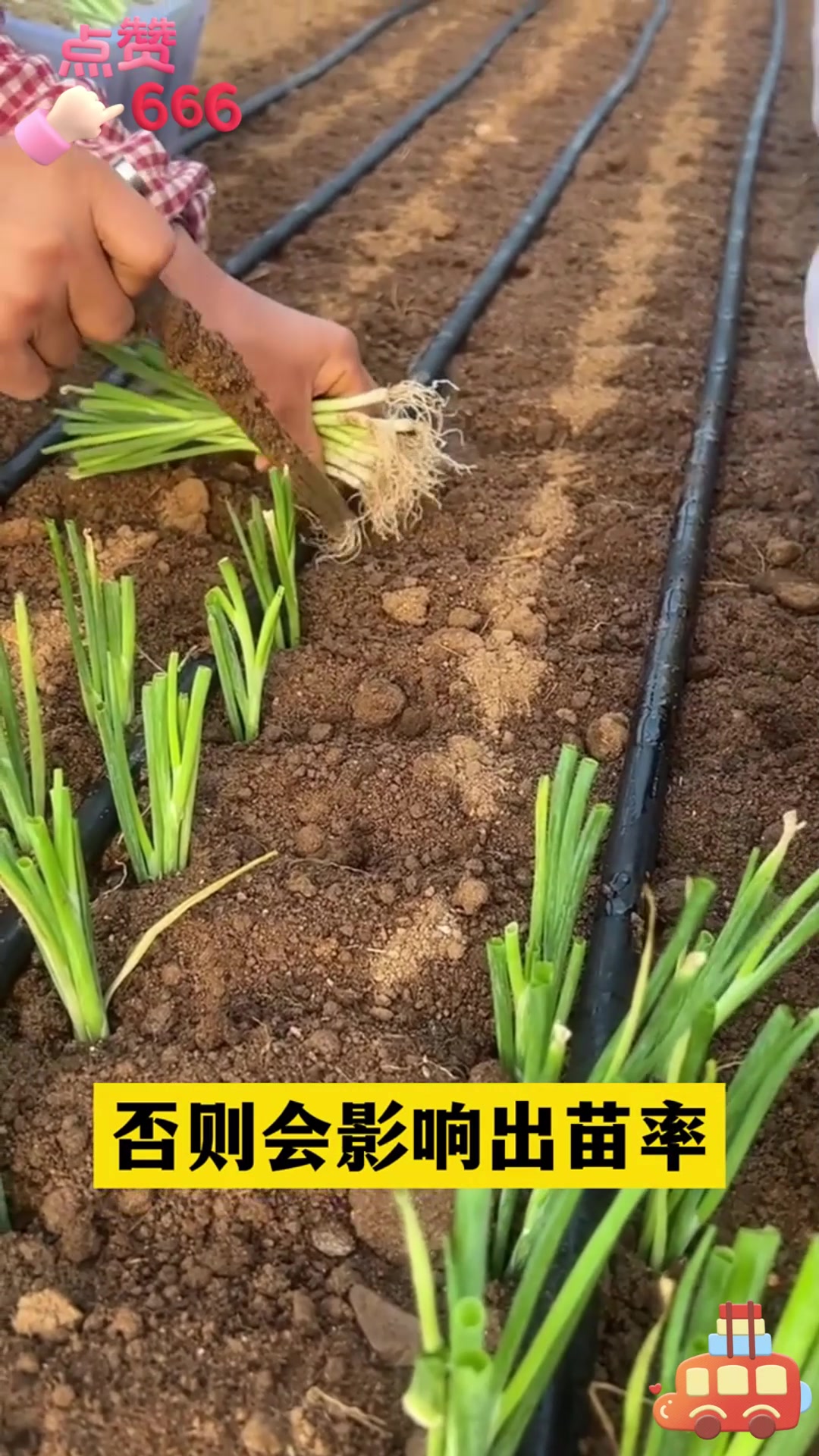 隔年种子能用吗?不同蔬菜种子使用年限一览