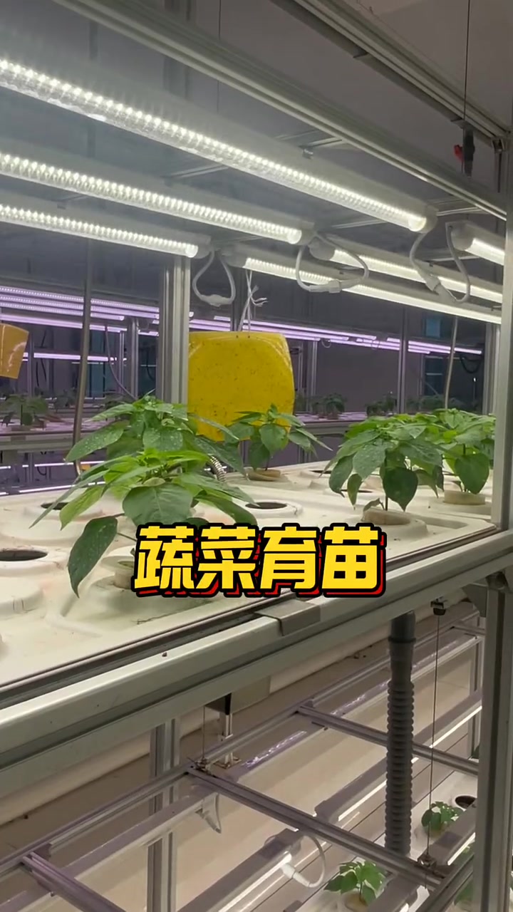 蔬菜搬进房间,脱离阳光雨露,智慧种植打造植物工厂!