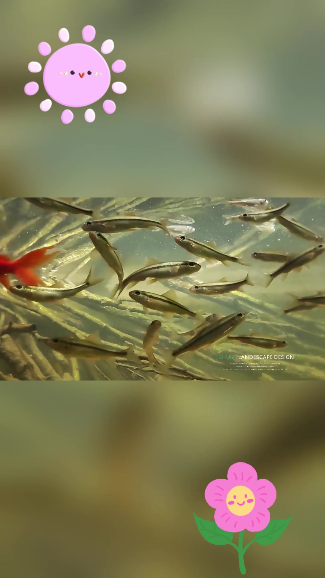 粗须白甲鱼:淡水鱼中的瑰宝