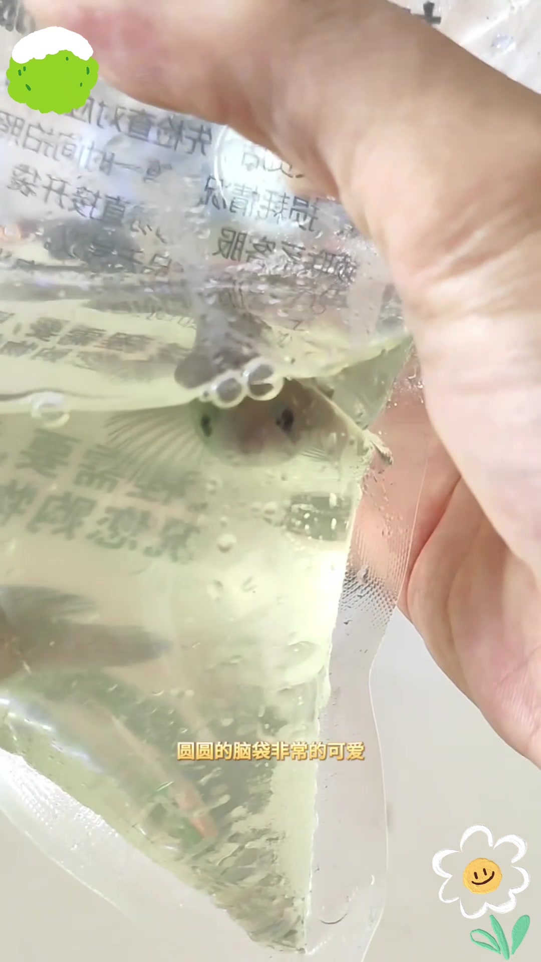 能在低氧环境中生存的鱼类