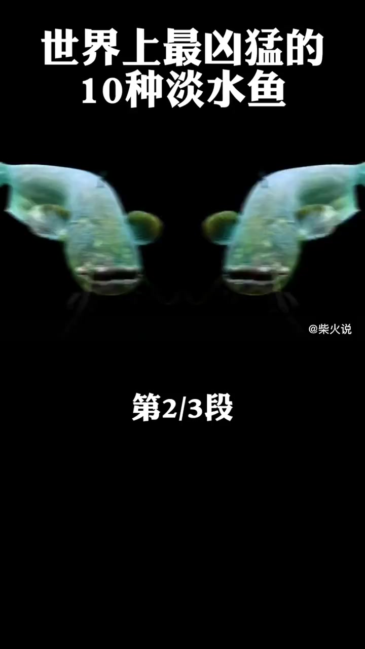 世界上最凶猛的10种淡水鱼(2)