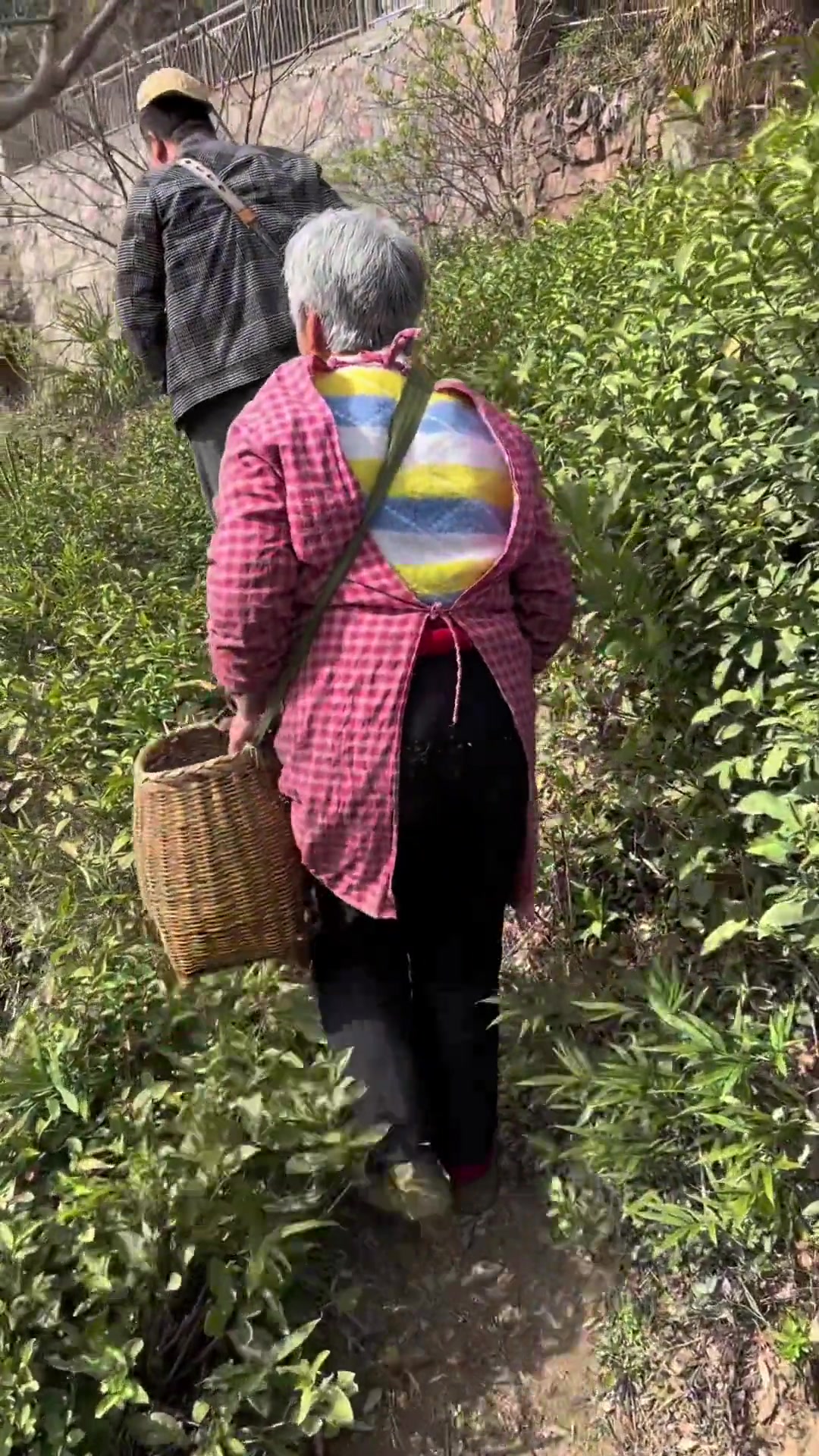 花儿菜又名珍珠菜、将军菜,它跟茶叶同时间采摘,为了记念红军,记住历史,吃野菜的习惯,味道鲜