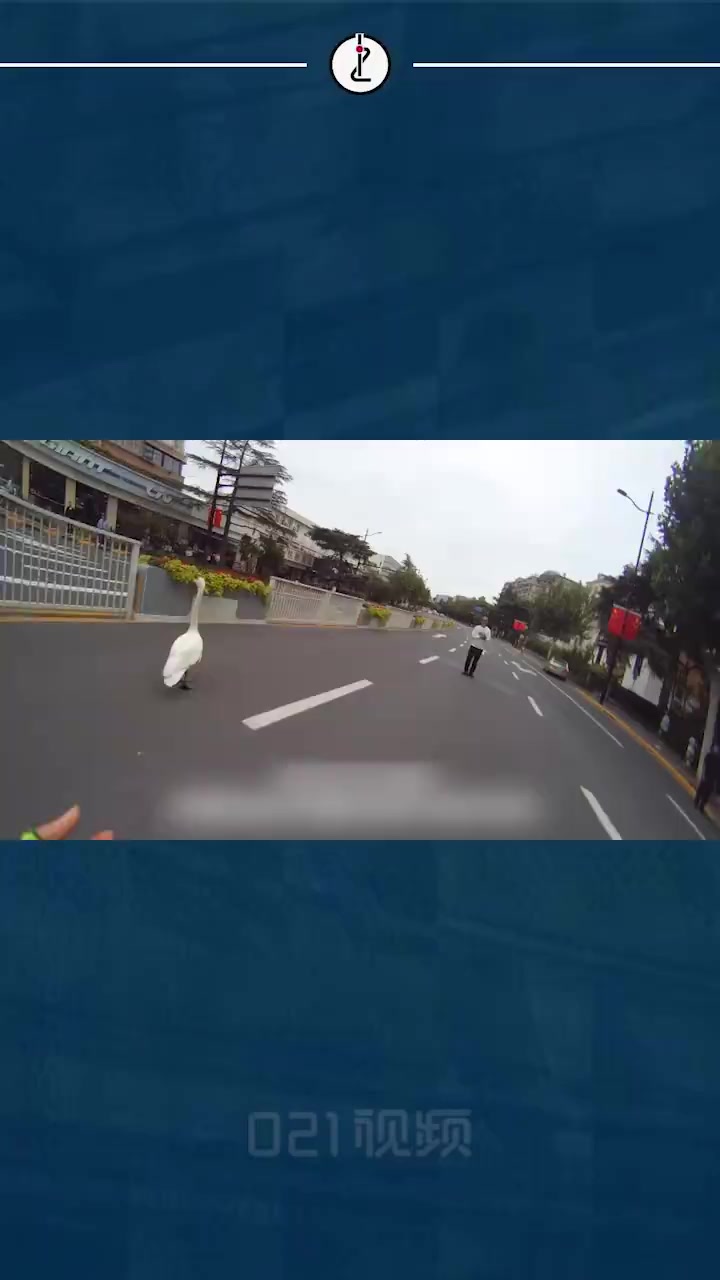 「果断出手!动物园天鹅出逃被路人大爷一把擒住」10月5日早10点30分许,上海长宁交警在虹