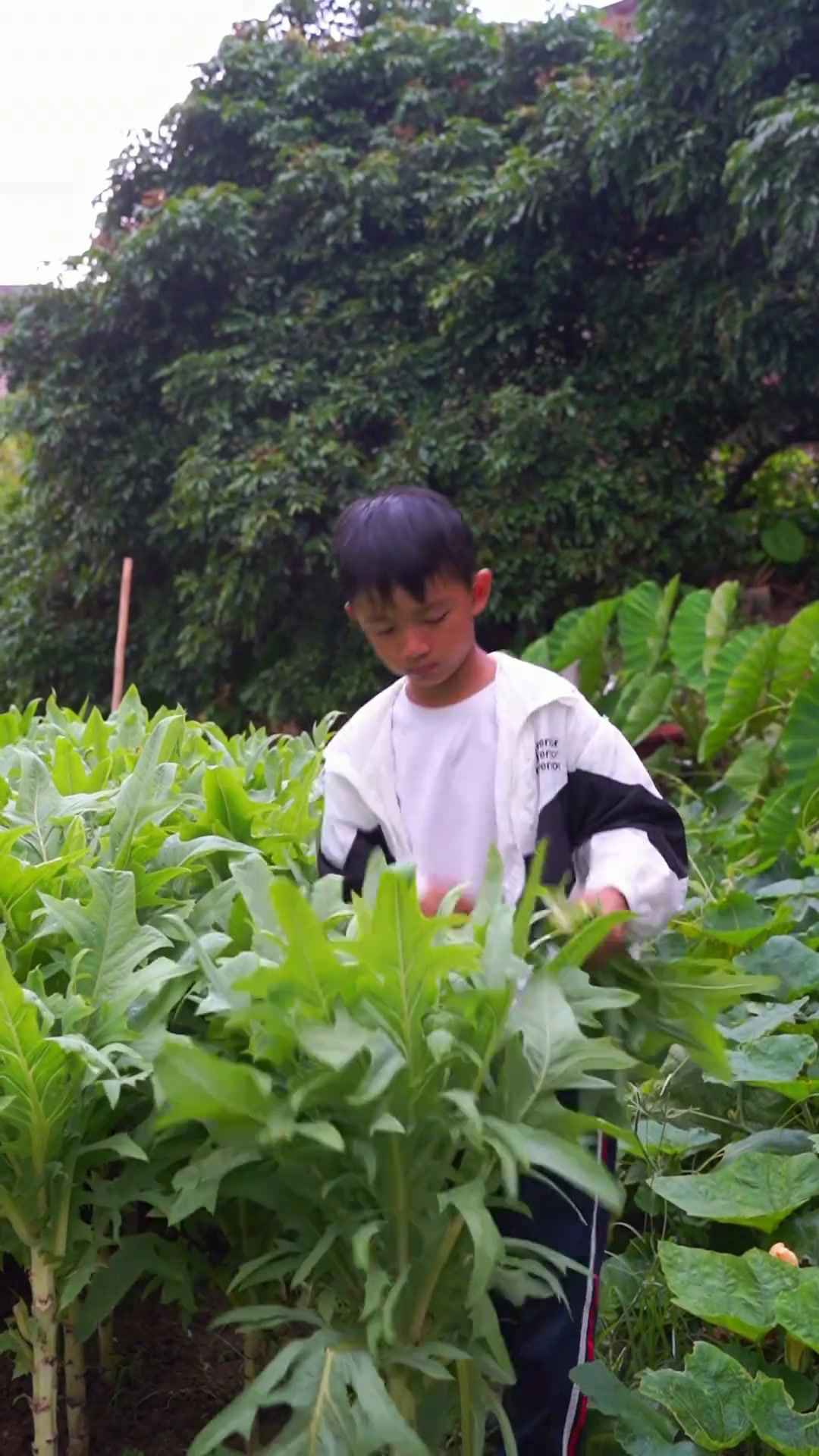 农田里的外婆和外孙,摘菜洗菜任务外孙担 我的乡村生活