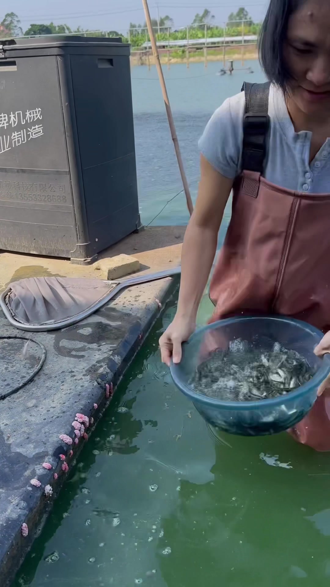 草鱼苗,博罗福田鱼大鱼鱼苗繁育基地