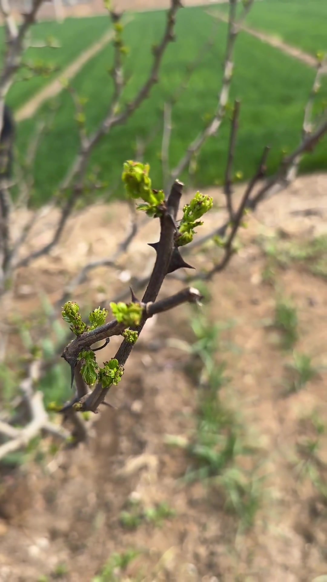 今天跟公公我们赶大集,买蔬菜苗,回来把它栽上,这回夏天有蔬菜吃了。记录真实生活