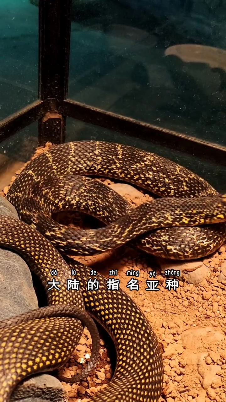 第3集|东北五大名蛇之首臭松花