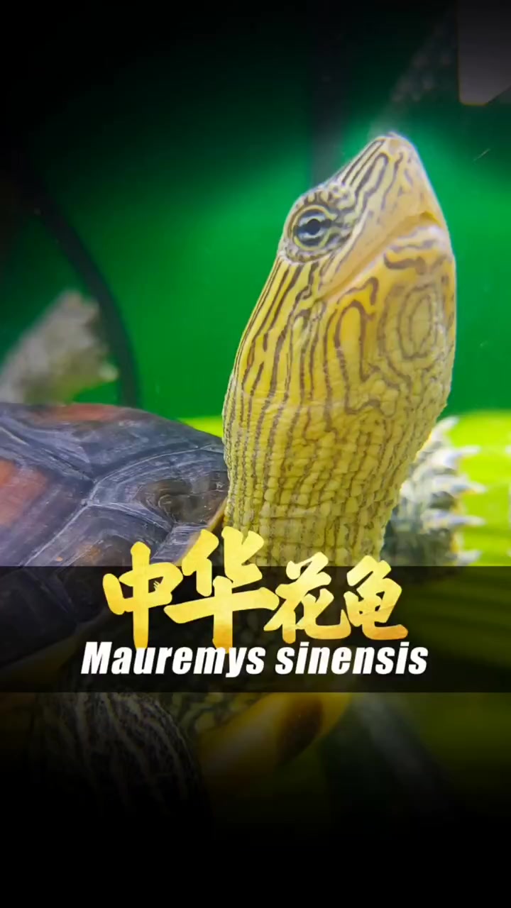 龟苓膏是乌龟做的么?花龟站在成了主要原材料