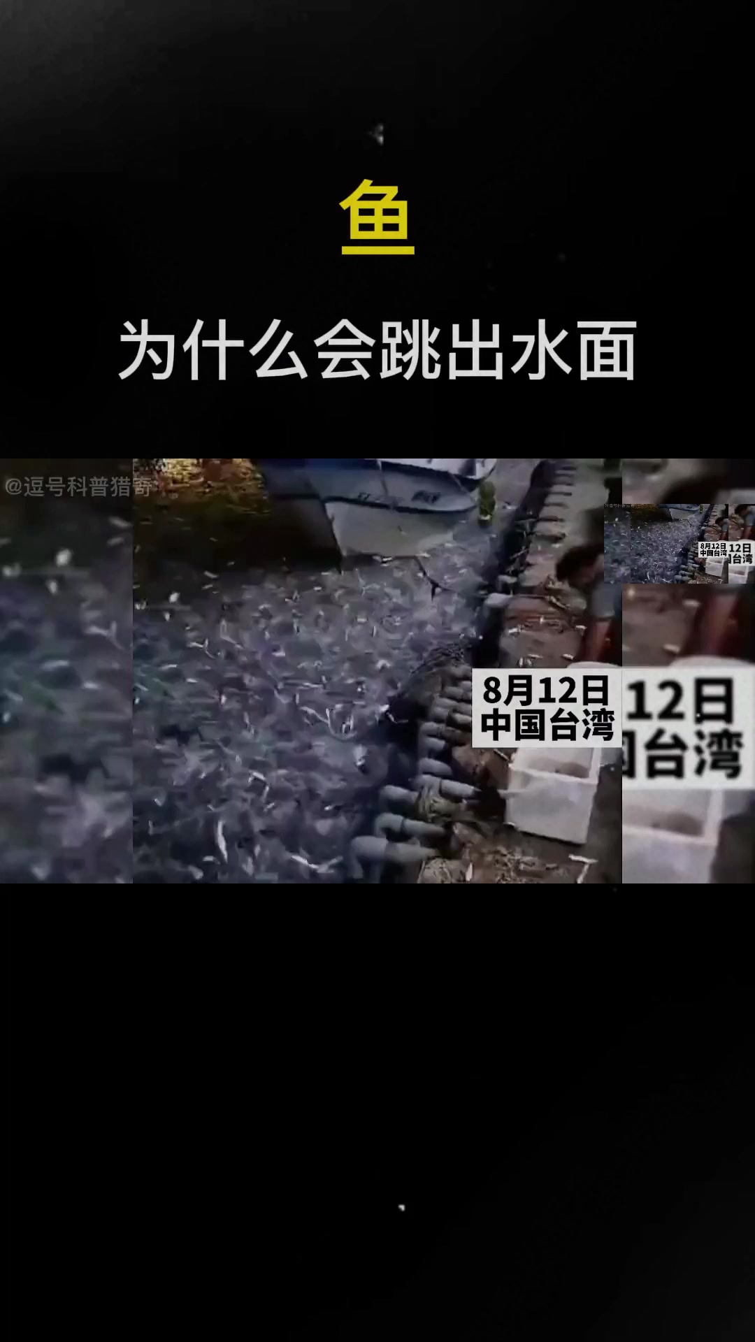 为什么鱼会跳出水面,难道是为了寻死吗?其中的原因到底是什么?