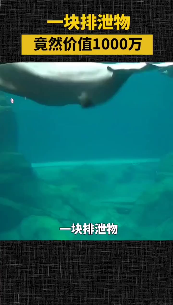 被骗了这么多年!原来大牌香水的原料竟然是抹香鲸的便便!