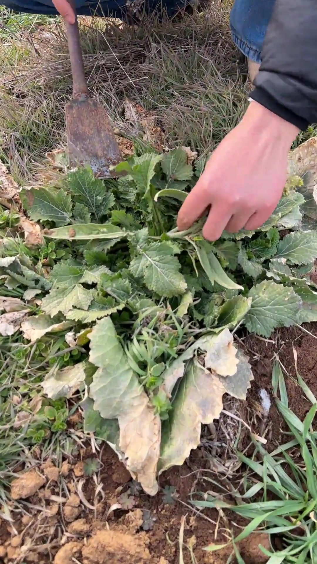 全家一起出动挖野油菜,回家做特色美食窝酸菜面条,味道那叫一个鲜美!在农村的生活真快乐。酸菜