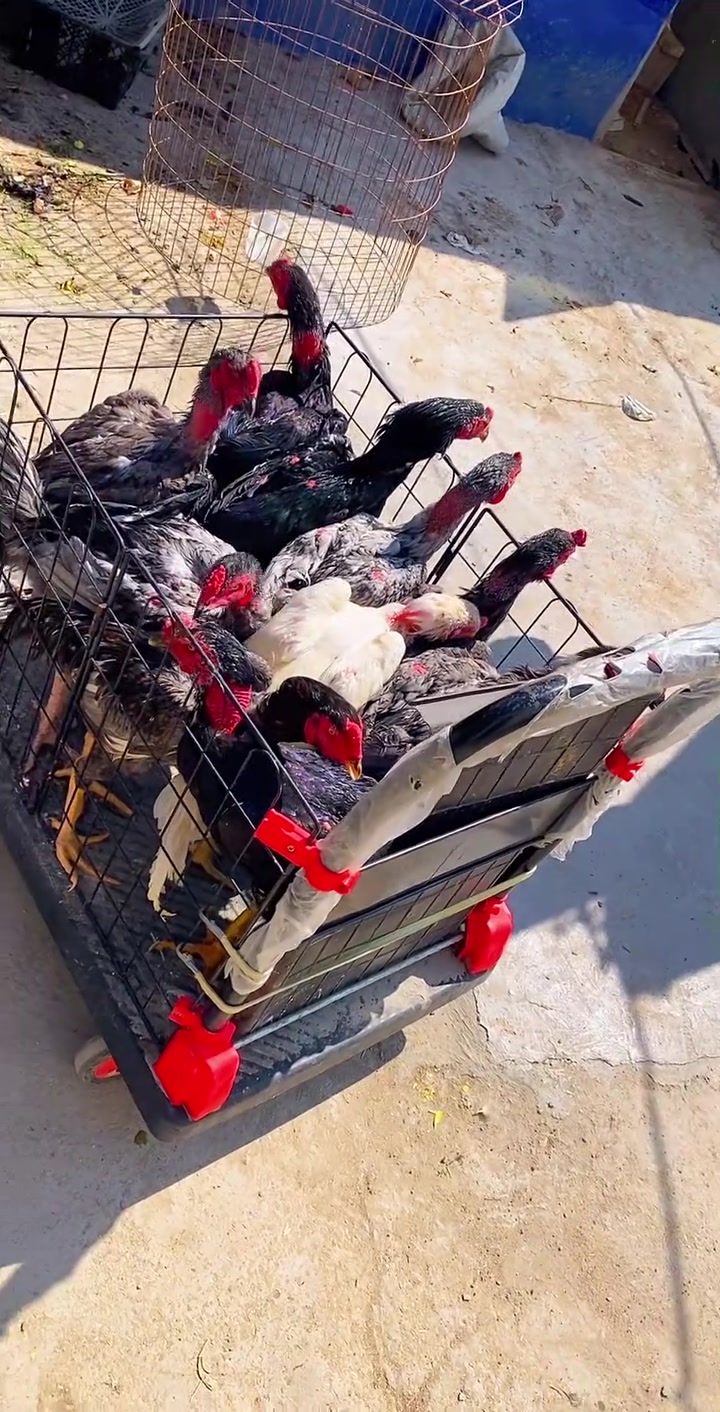 各种各样的斗鸡比赛进来欣赏一下