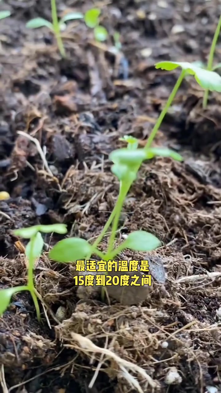 芹菜种植时间和温度