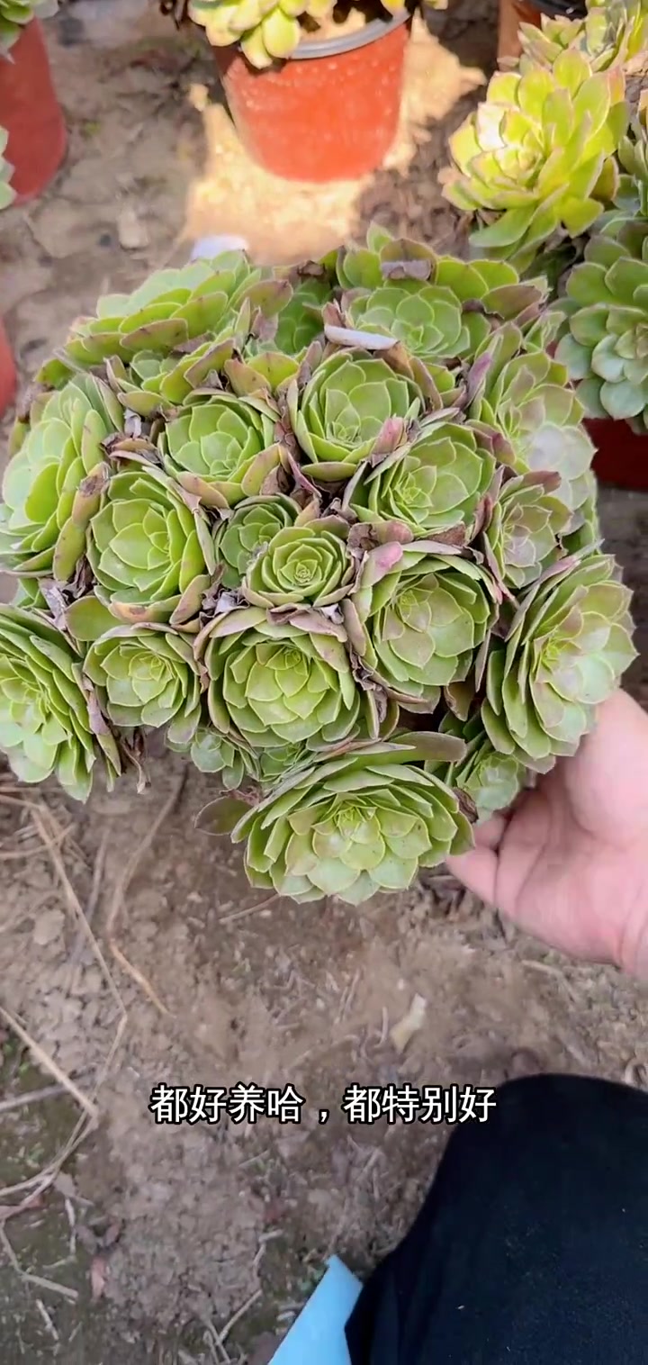 直播间热卖法师景植物,老品种好养,快来选购!