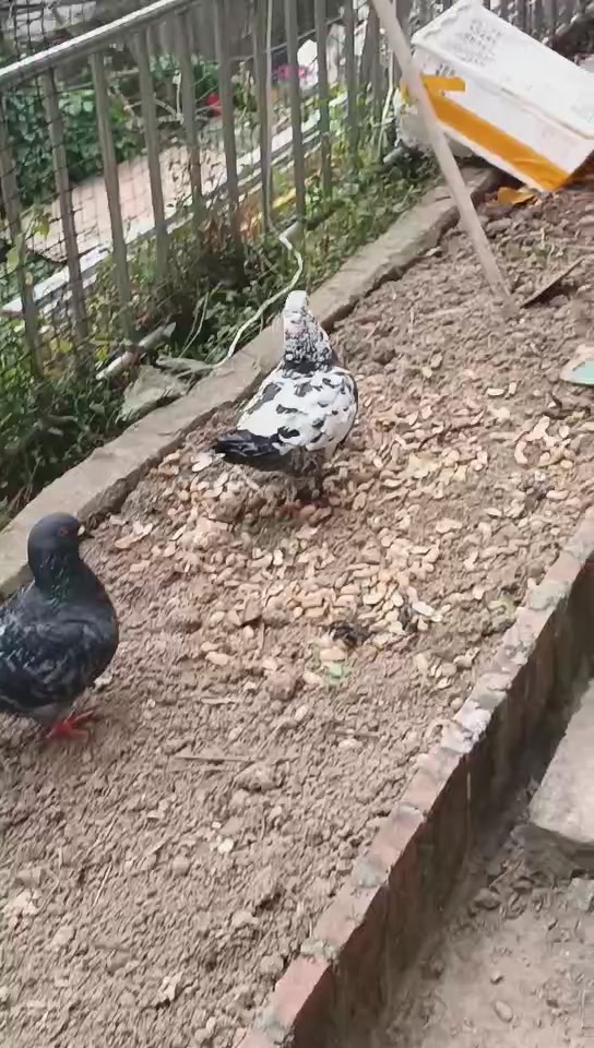 踩背了,这几天内就会生蛋了