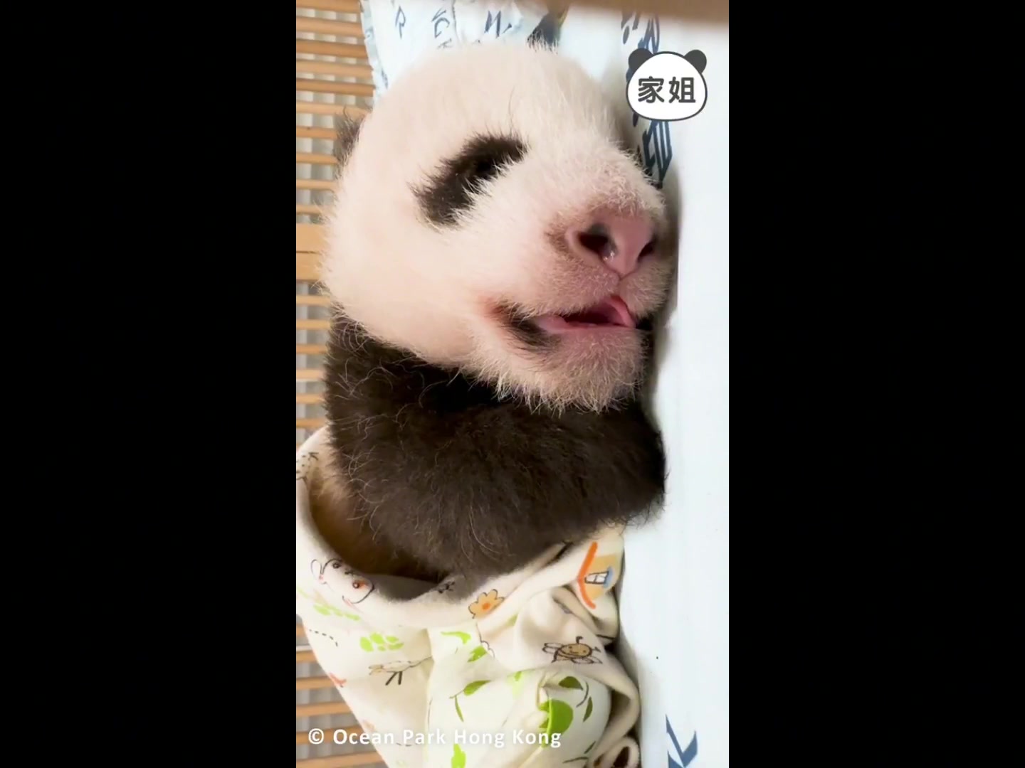 香港海洋公园大熊猫龙凤胎宝宝 边睡觉边砸吧嘴 好可爱