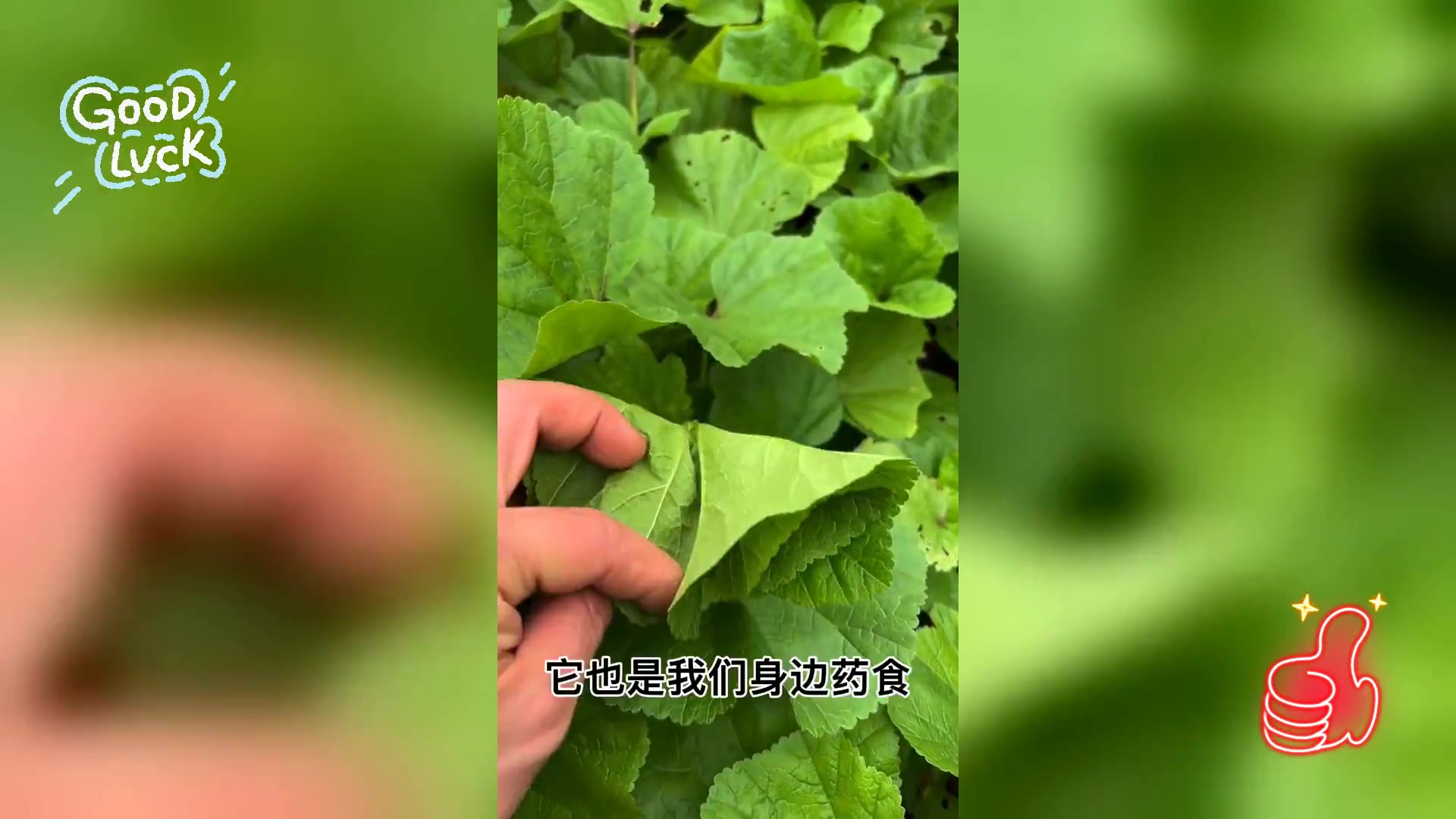 冬葵,古时贵族专属美食,又名冬寒菜