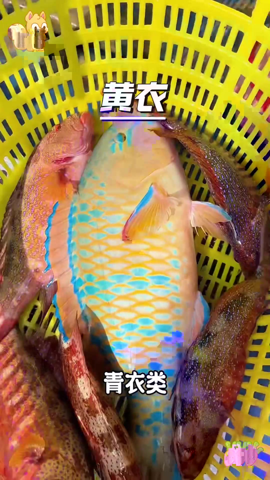 西沙野生鱼价格大揭秘!