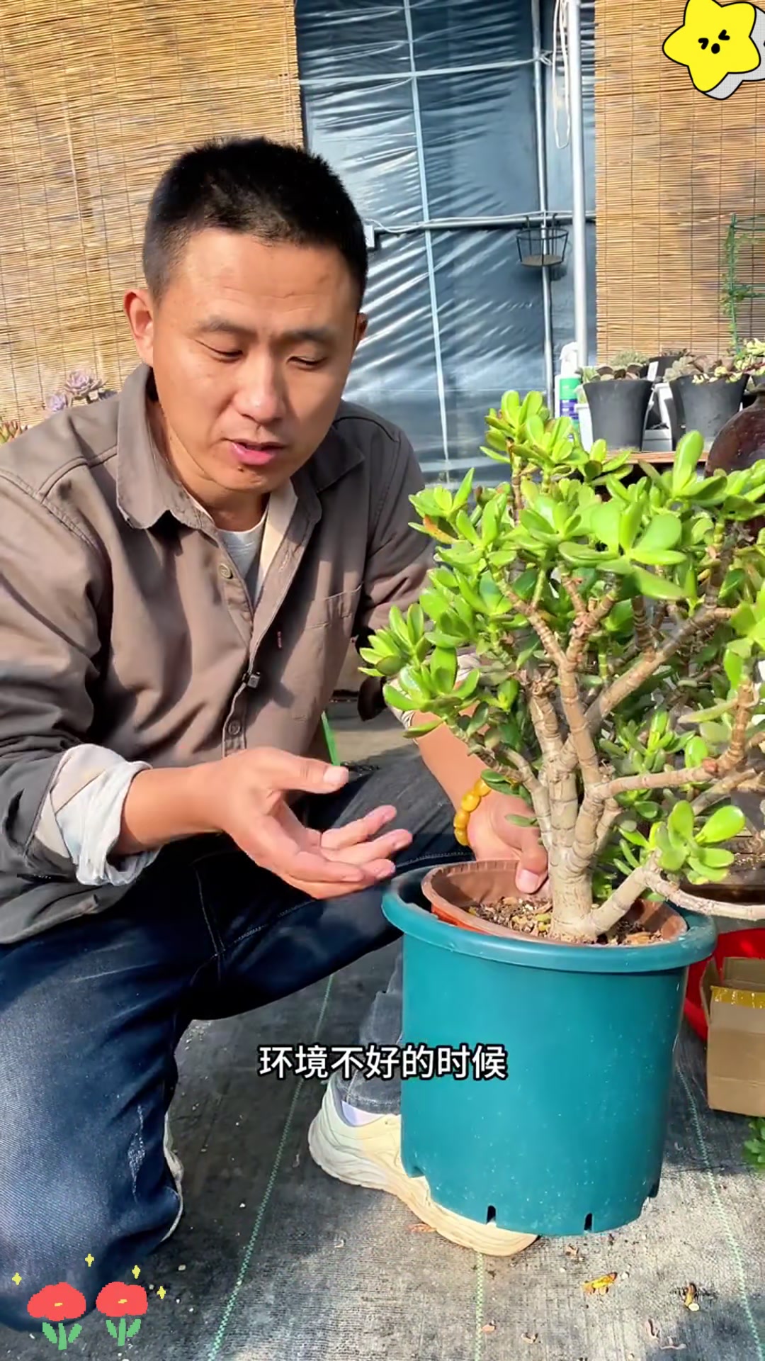 快来看!招财猫吸财树多肉长疯了