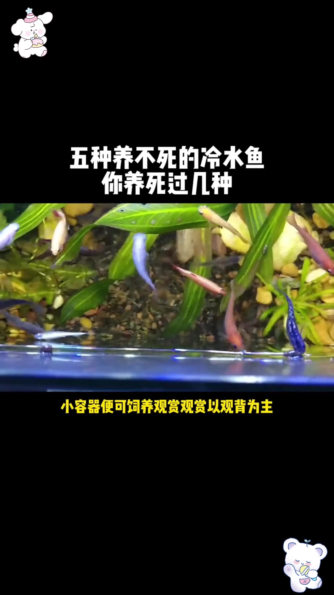 5 种养不死的冷水鱼,你敢挑战吗?