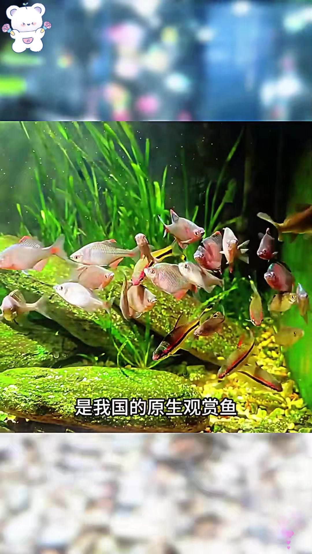 5 种养不死的小型冷水观赏鱼,你值得拥有!