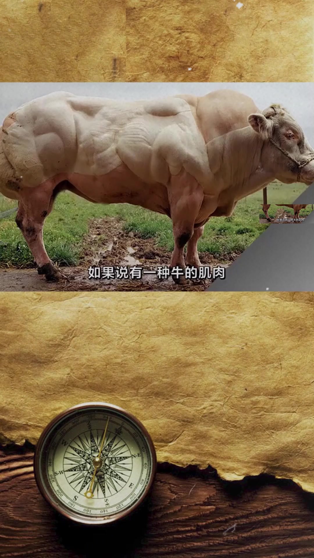 世界上肌肉最发达的牛,一天可以长肉1公斤,网友见了表示打不过